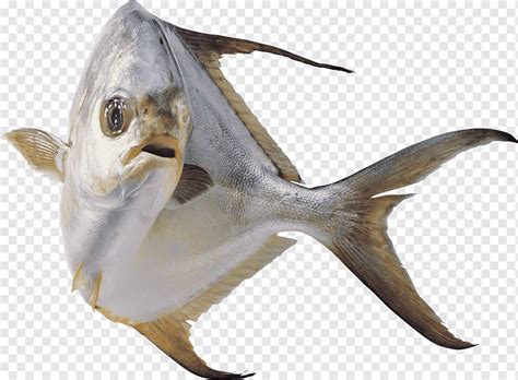 fish png|20,000+ Free Fishes Png & Png Images .
